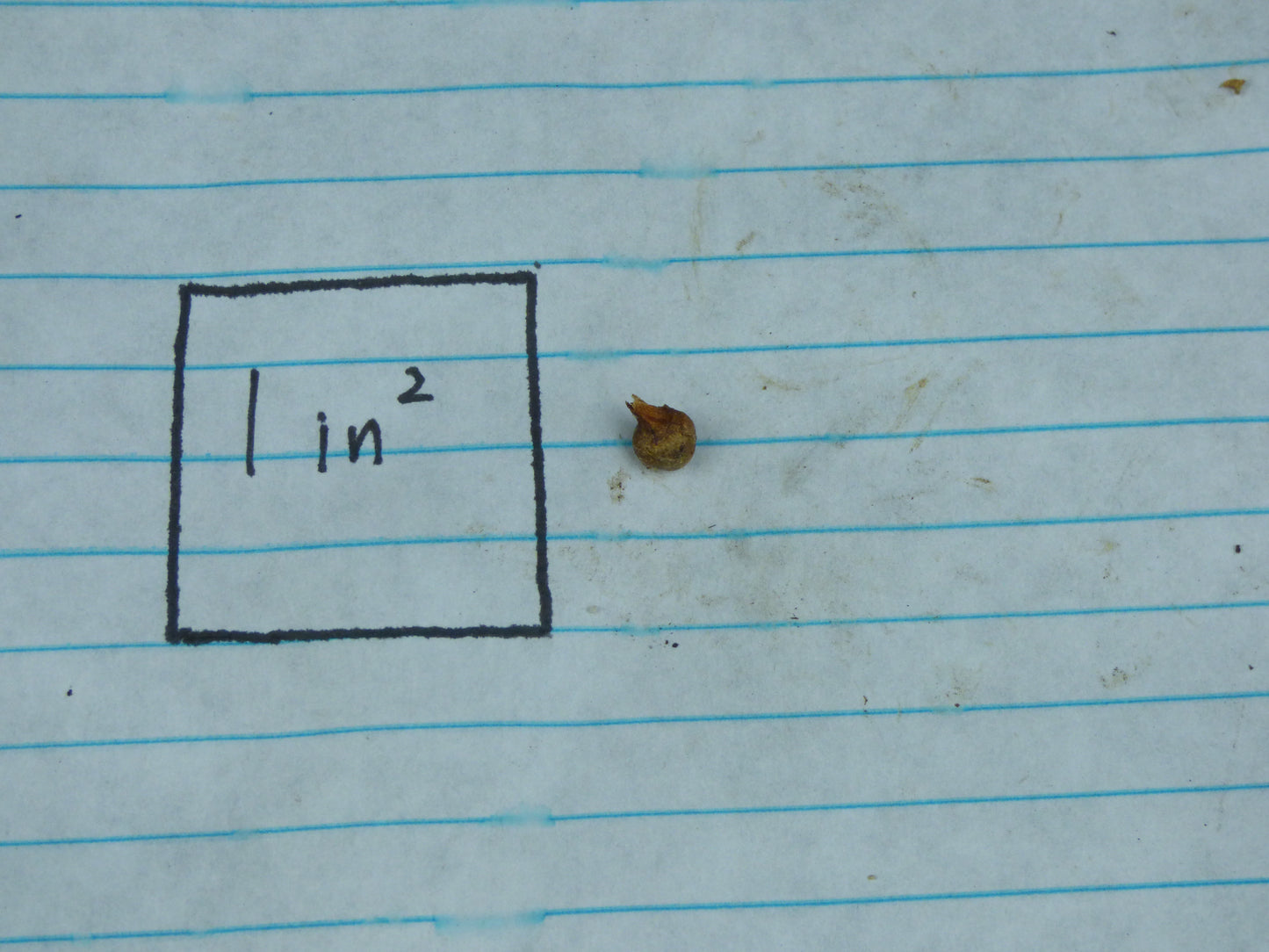 Typhonium violifolium - MINI Corpse Flower relative - Offsets