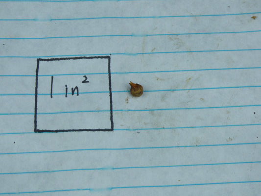 Typhonium violifolium - MINI Corpse Flower relative - Offsets