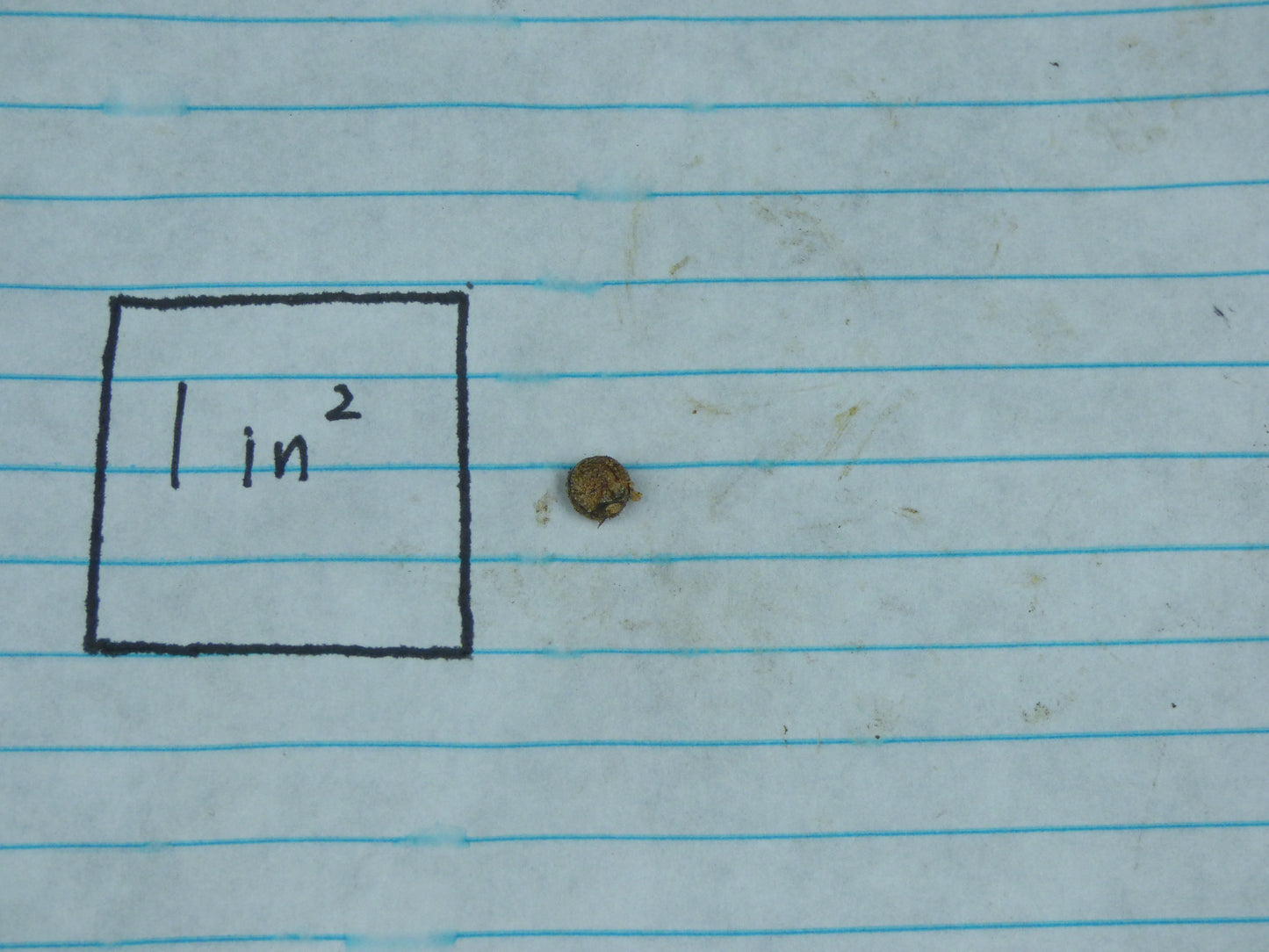 Typhonium orbifolium - MINI Corpse Flower relative - Tuber