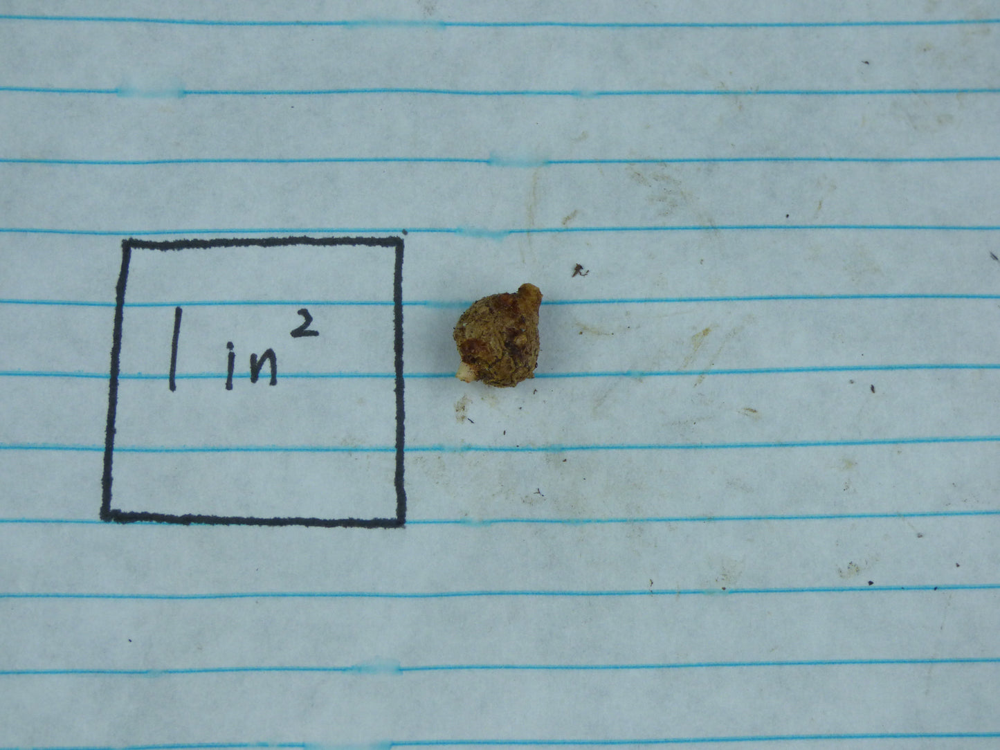 Pycnospatha arietina - RARE - Offset