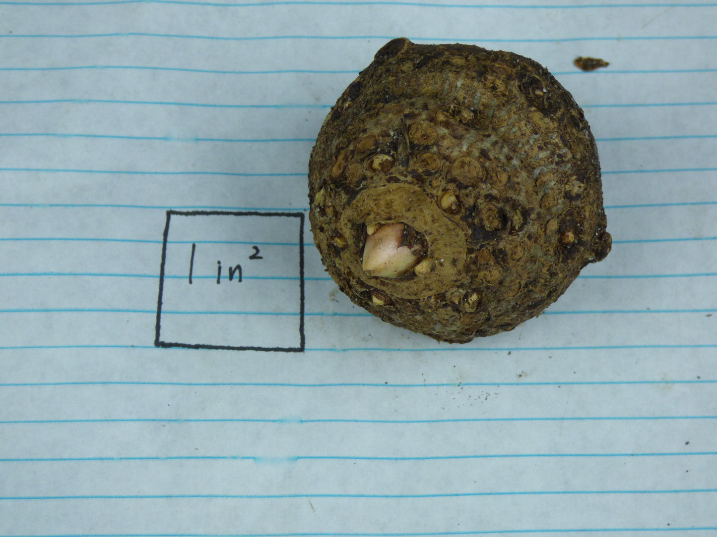 Taccarum caudatum - Near blooming tuber