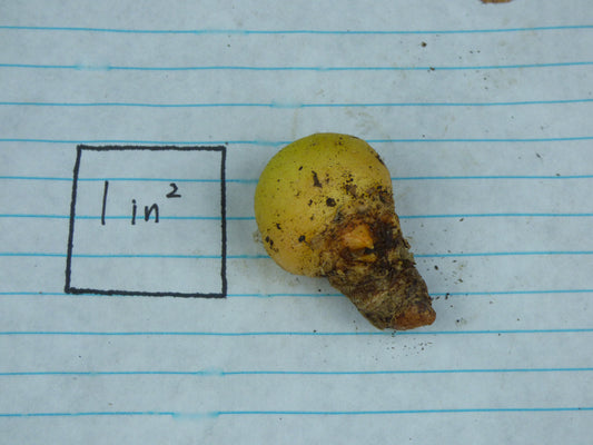 Taccarum weddellianum - Tuber