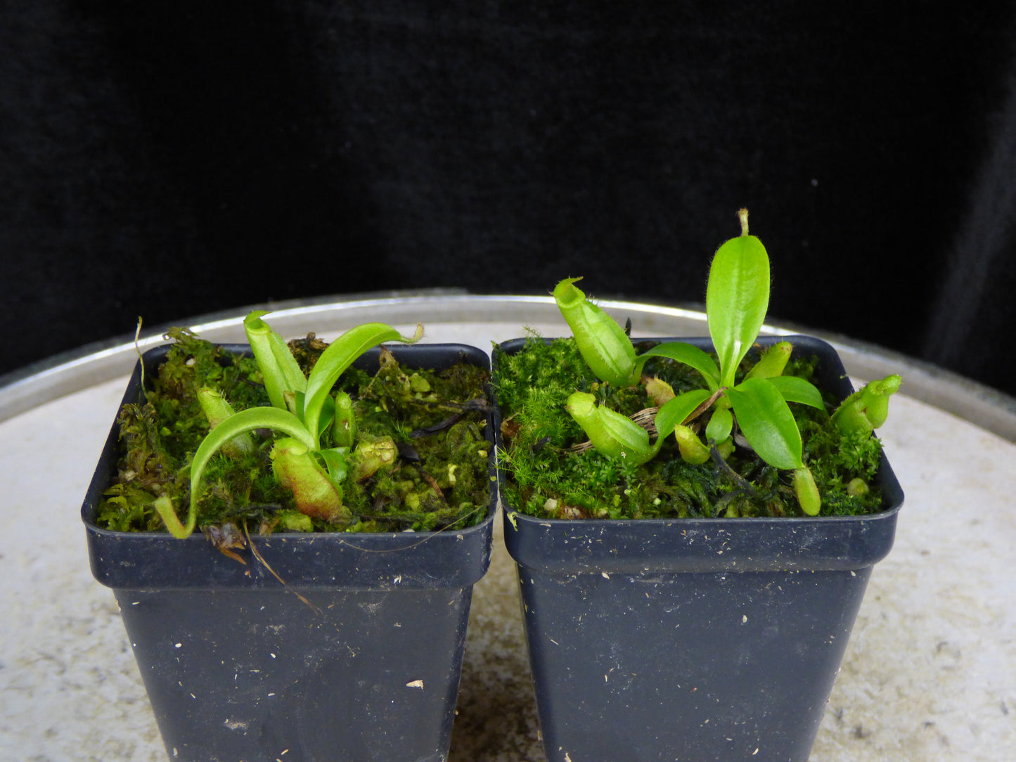 Nepenthes ((veitchi x mira) x venosa '#2') - 2" Pot (intermediate hybrid)