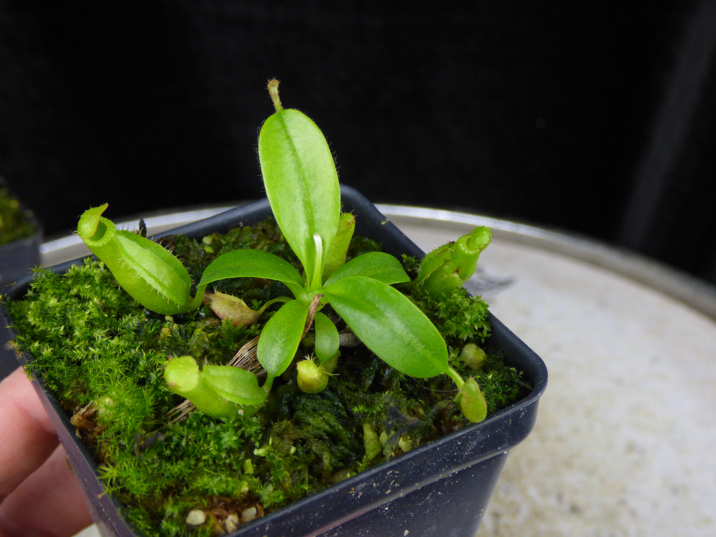 Nepenthes ((veitchi x mira) x venosa '#2') - 2" Pot (intermediate hybrid)
