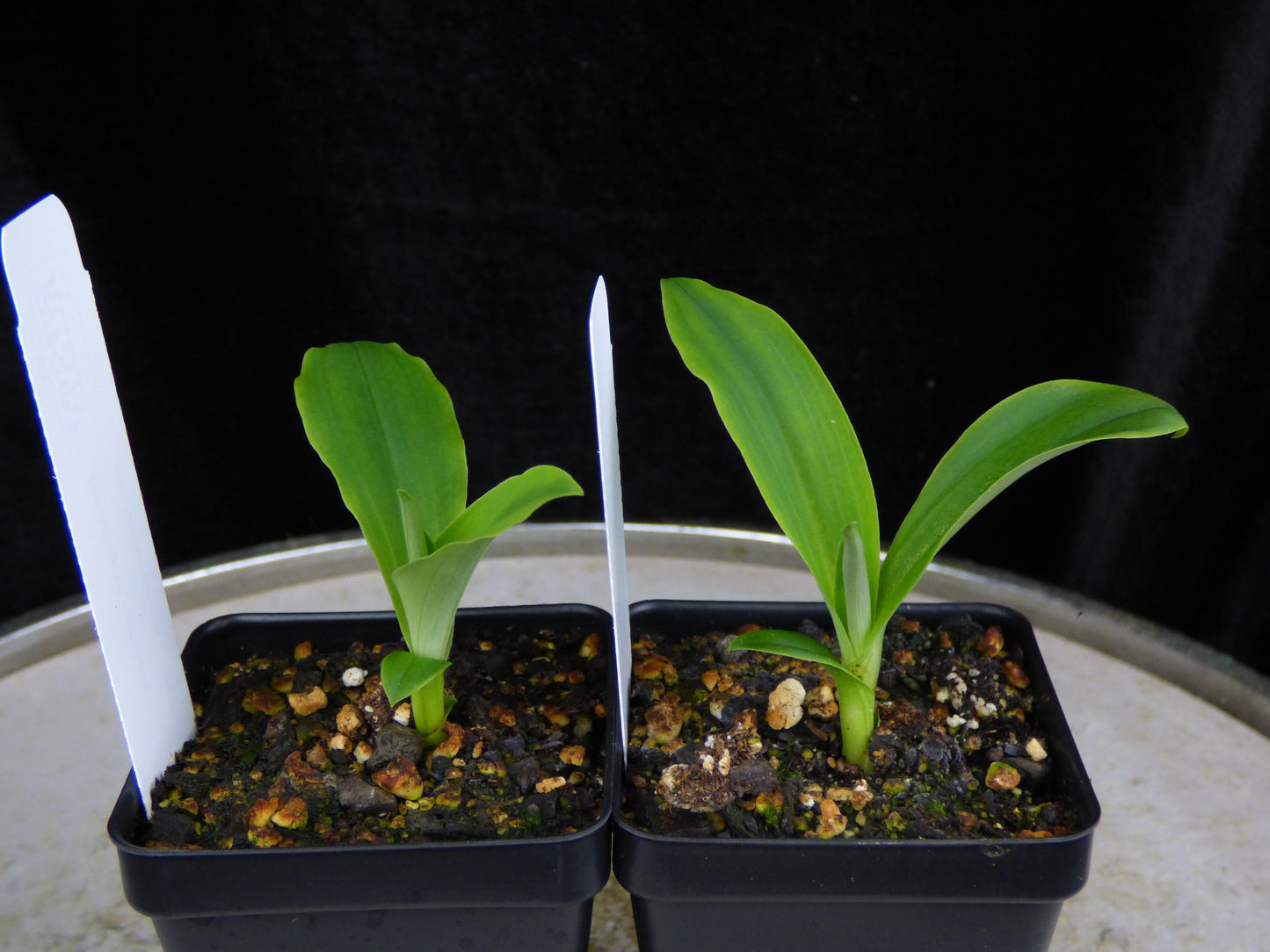 Habenaria crinifera - COMPACT Species - 2" Pot