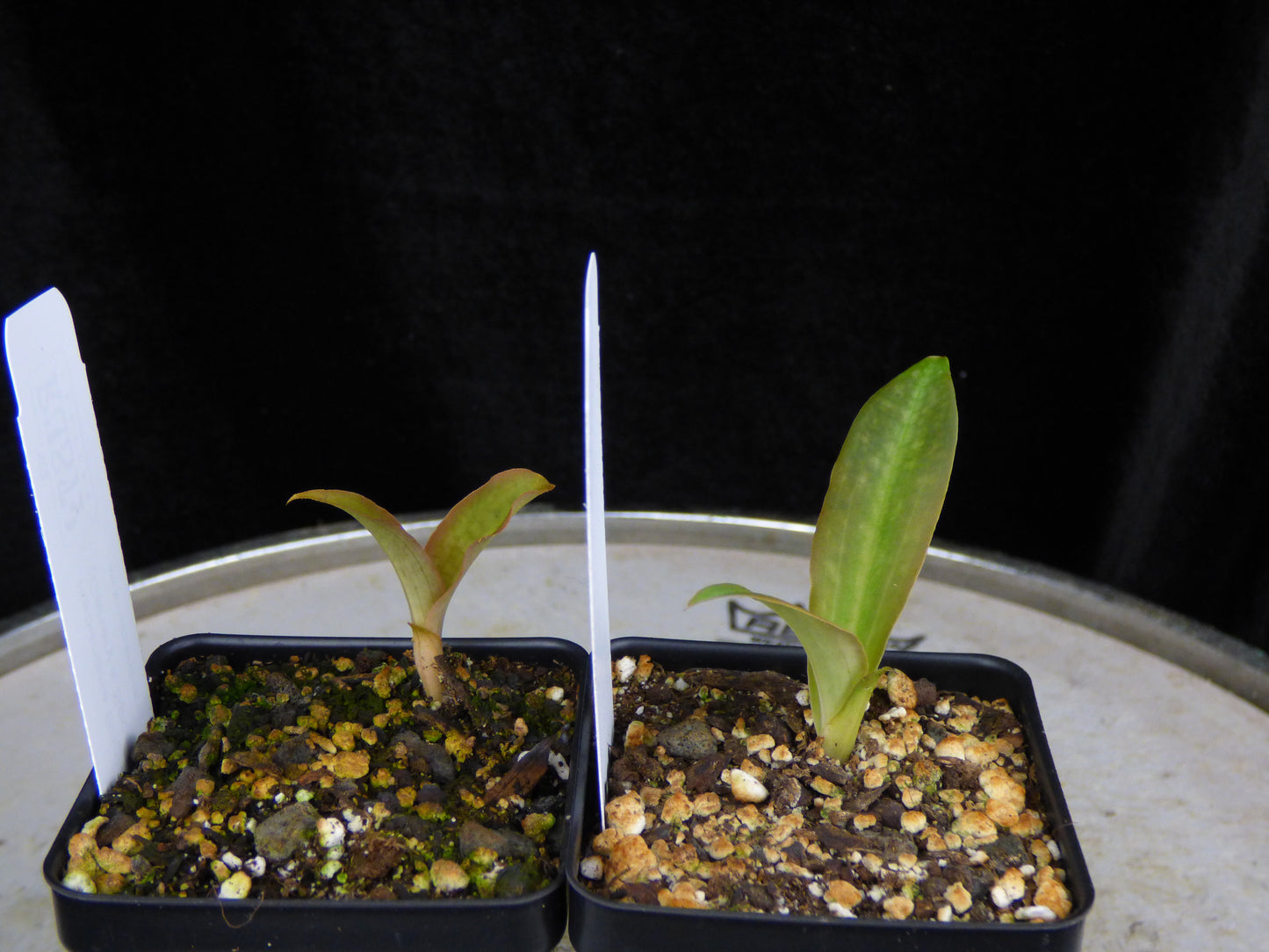 Habenaria Bright Canary (Canary x Spoonbill) - 2" Pot
