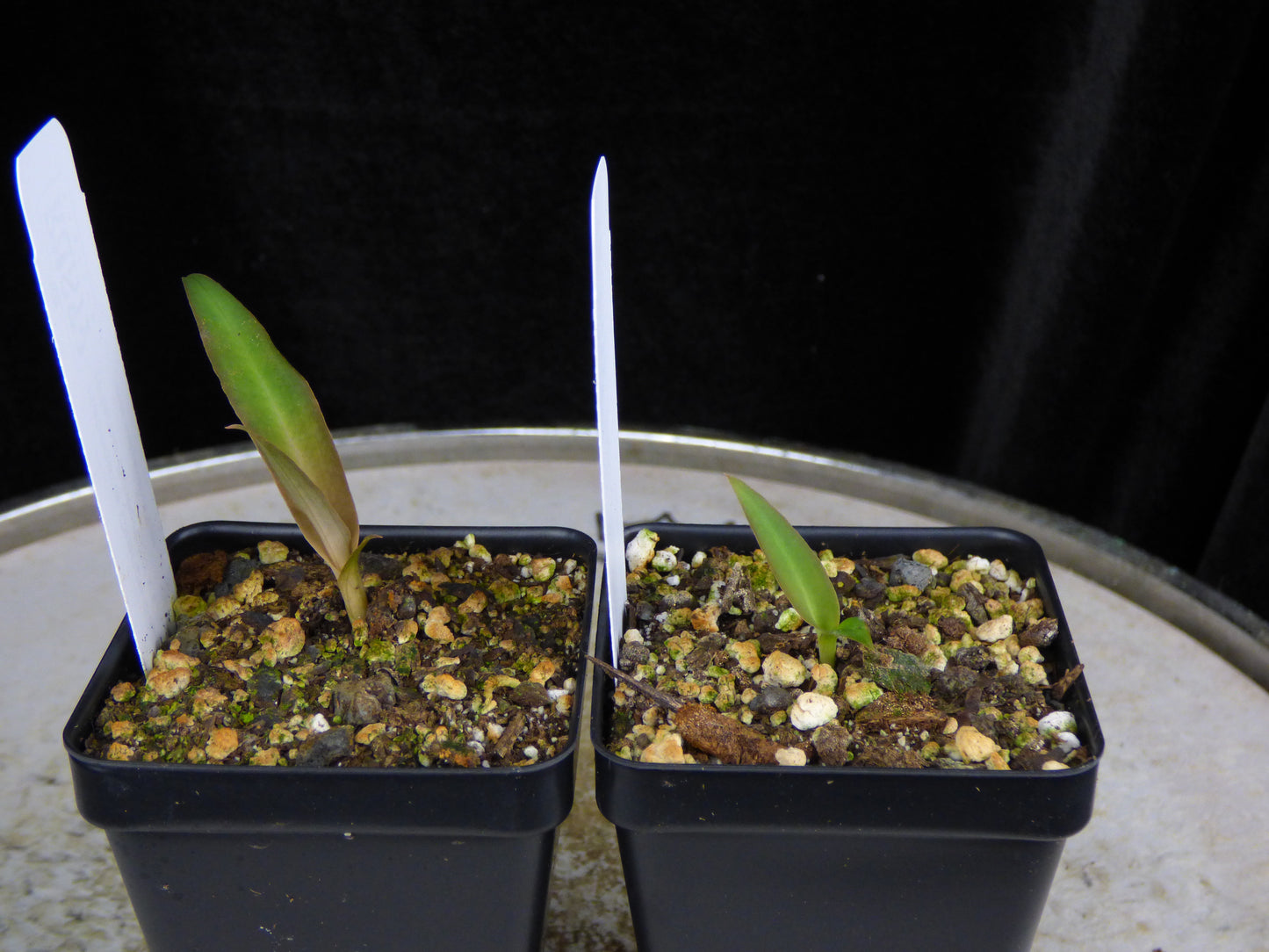 Habenaria Orange Sapphire (Flame Bowerbird x Canary) - 2" Pot