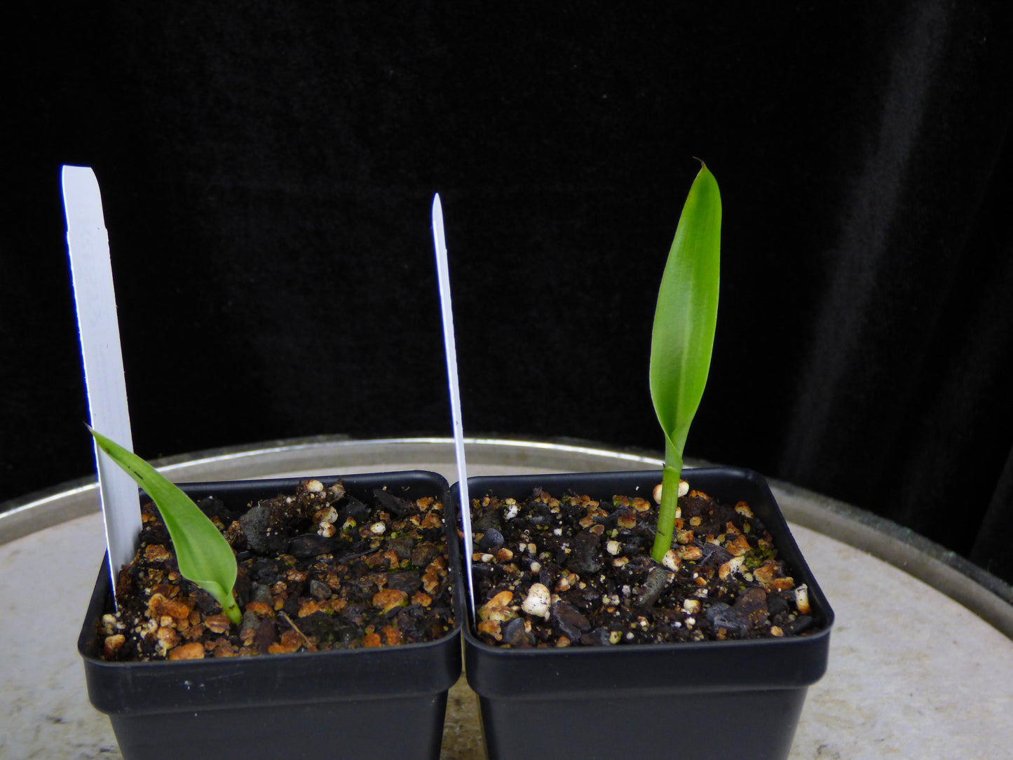 Cynorkis purpurascens x Habenaria rhodocheila 'Bright Orange' (REO440) - 2" Pot