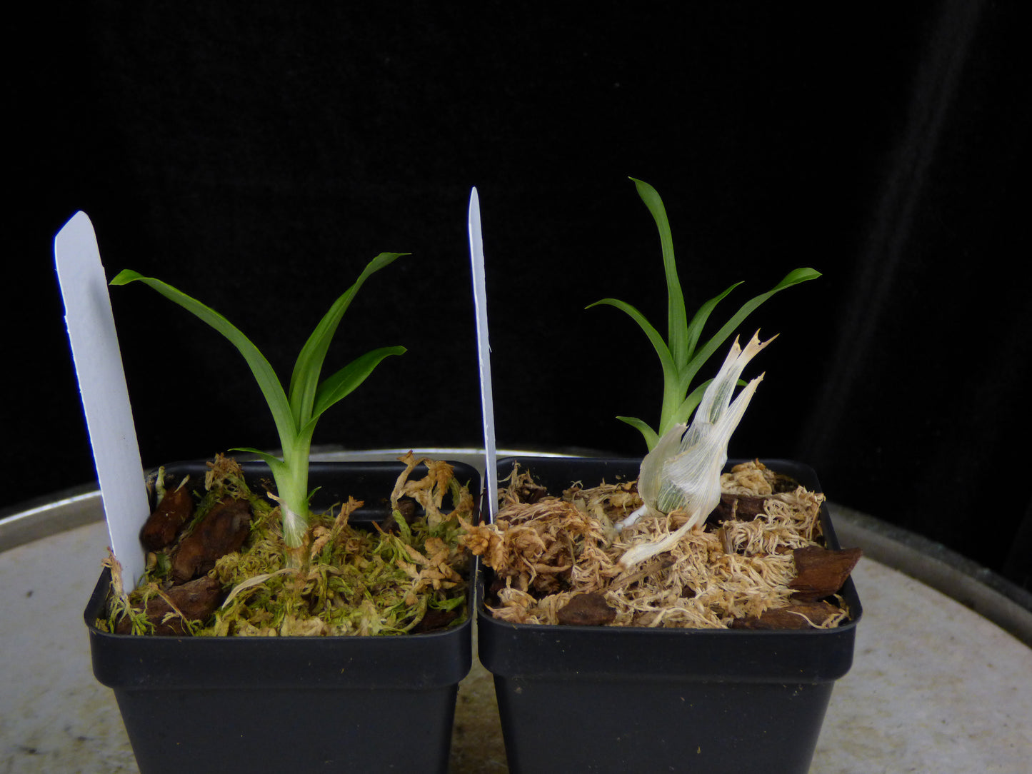 Ctsm. (pileatum var. imperale 'Pierre Couret' AM/AOS x Greg Scott 'Stephen Moffitt' AM/AOS) REOxSM01 - 2" Pot