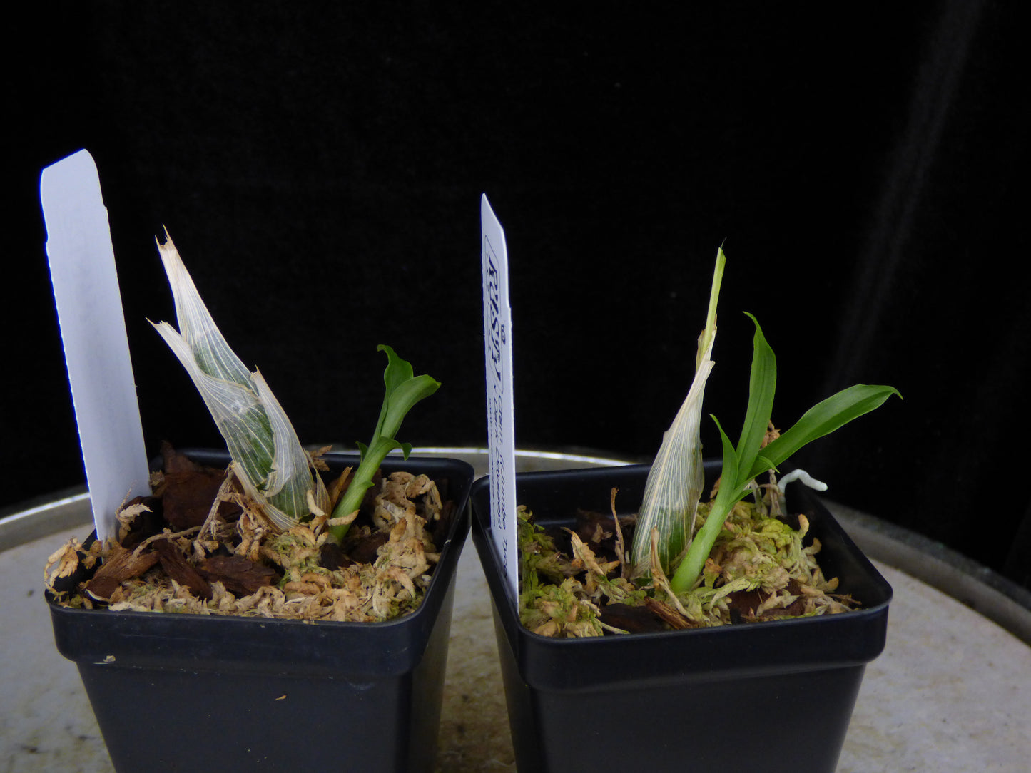 Ctsm. ((Jumbo Tycoon x Susan Fuchs) x Dark Odyssey) REOxSM03 - 2" Pot