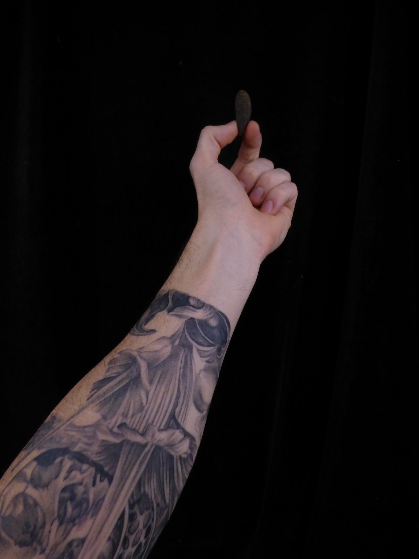 Amorphophallus titanum SEED (Giant Corpse Flower)