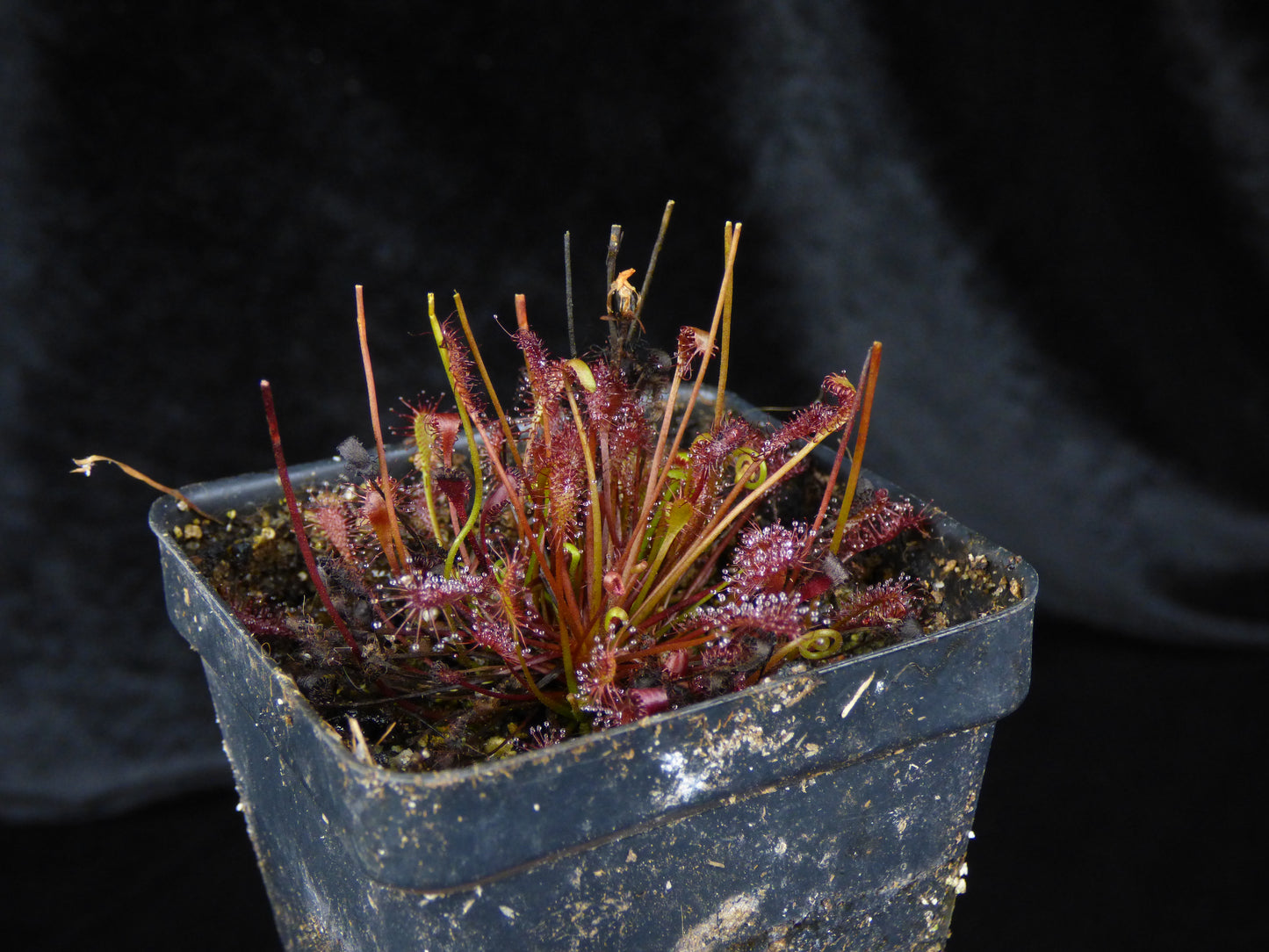 Drosera intermedia - Bare-root