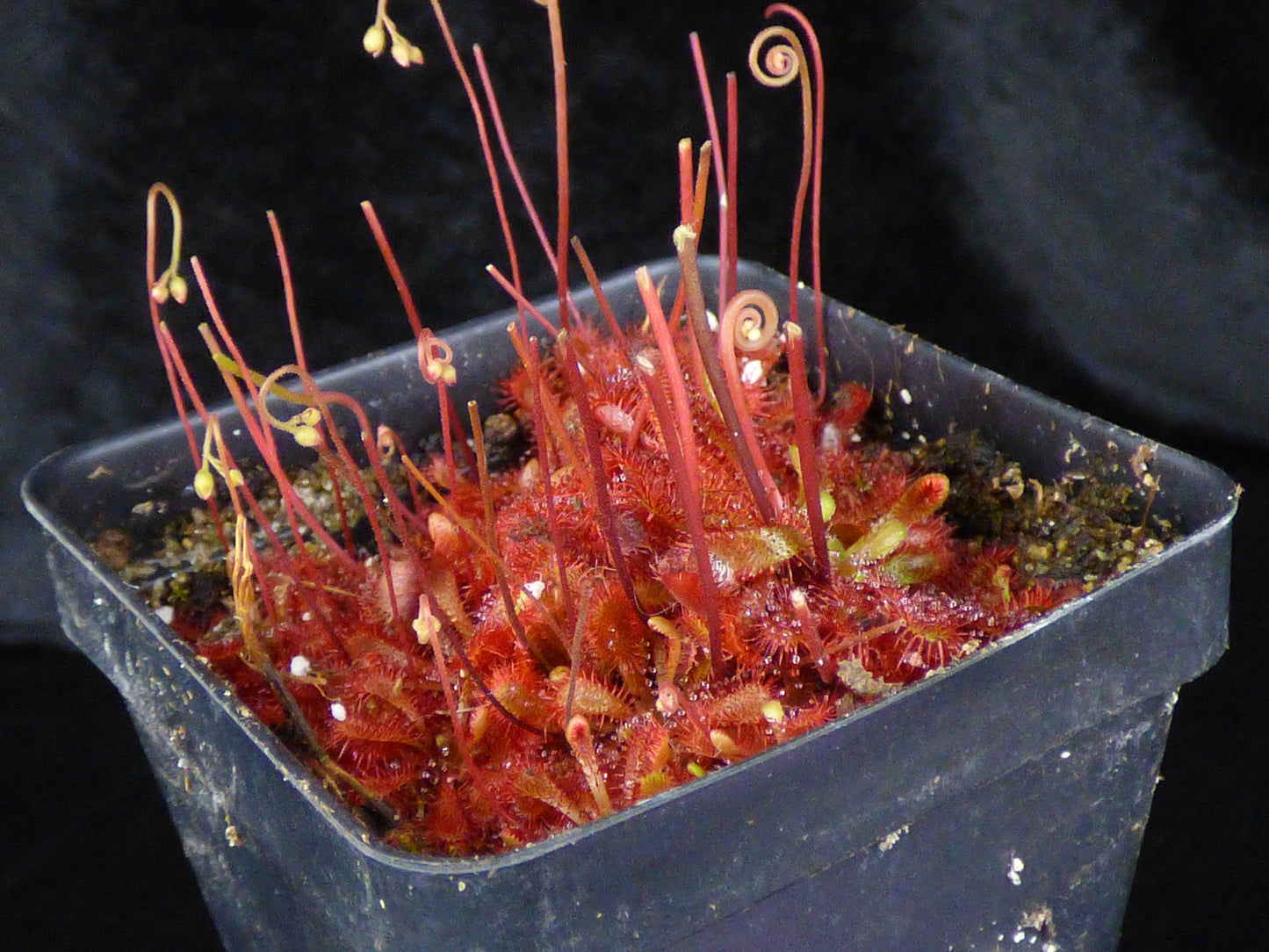 Drosera spatulata var lovellae - Bare-root