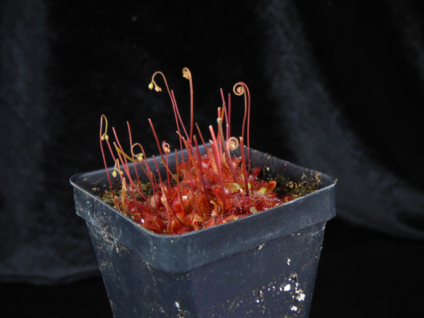 Drosera spatulata var lovellae - Bare-root