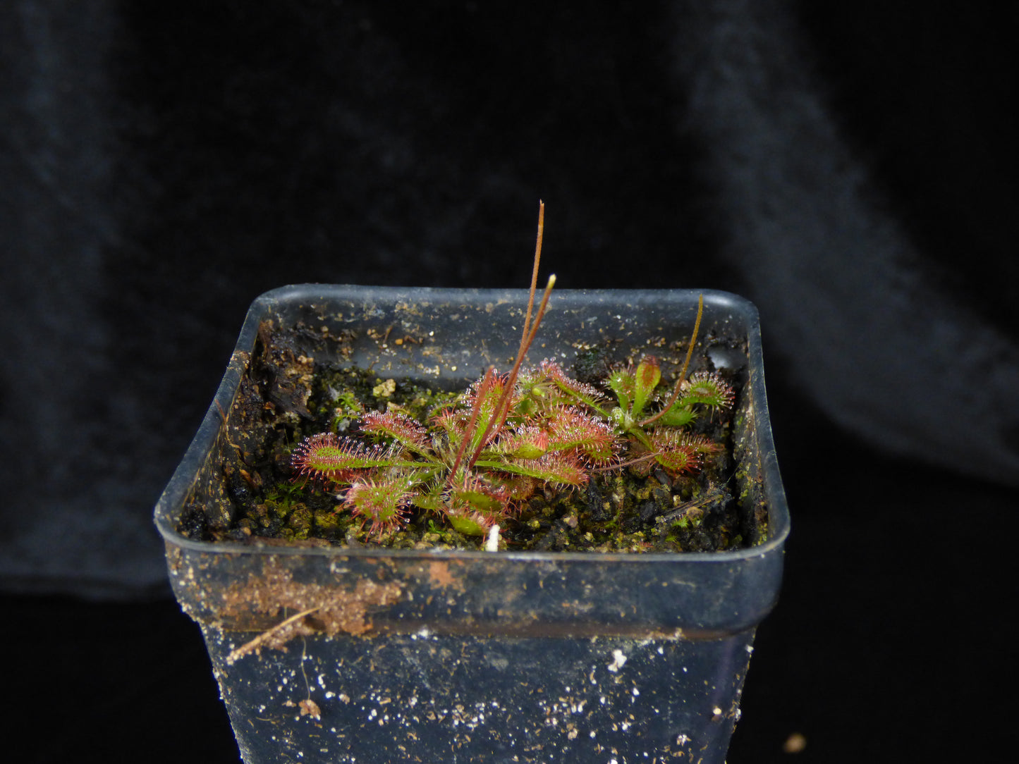 Drosera dielsiana - Bare-root