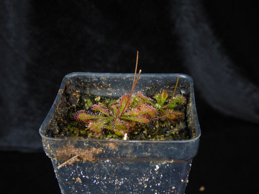 Drosera dielsiana - Bare-root