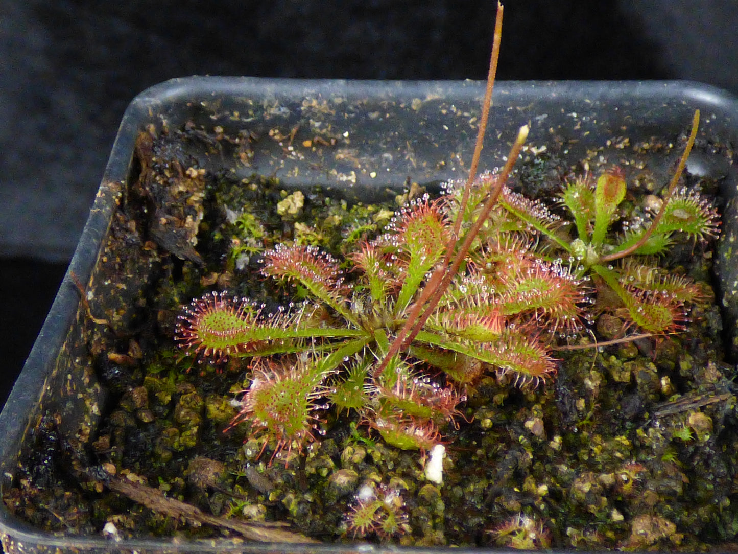 Drosera dielsiana - Bare-root