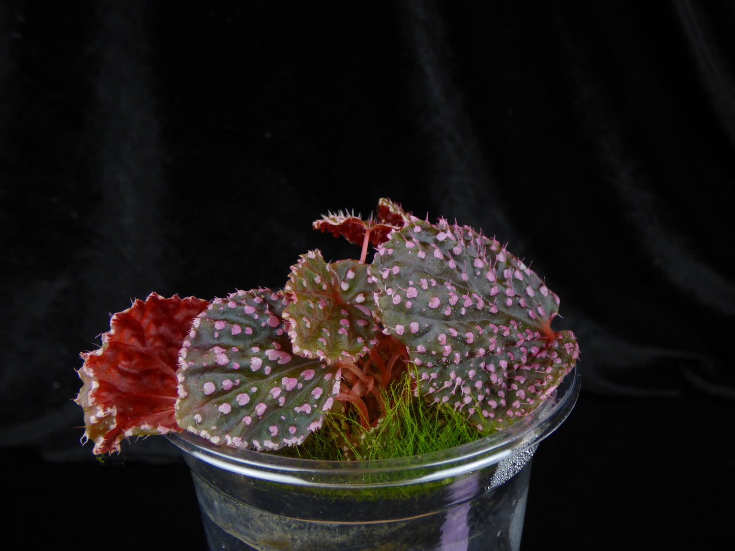 Begonia 'Pink Urchin' - Blooming Size