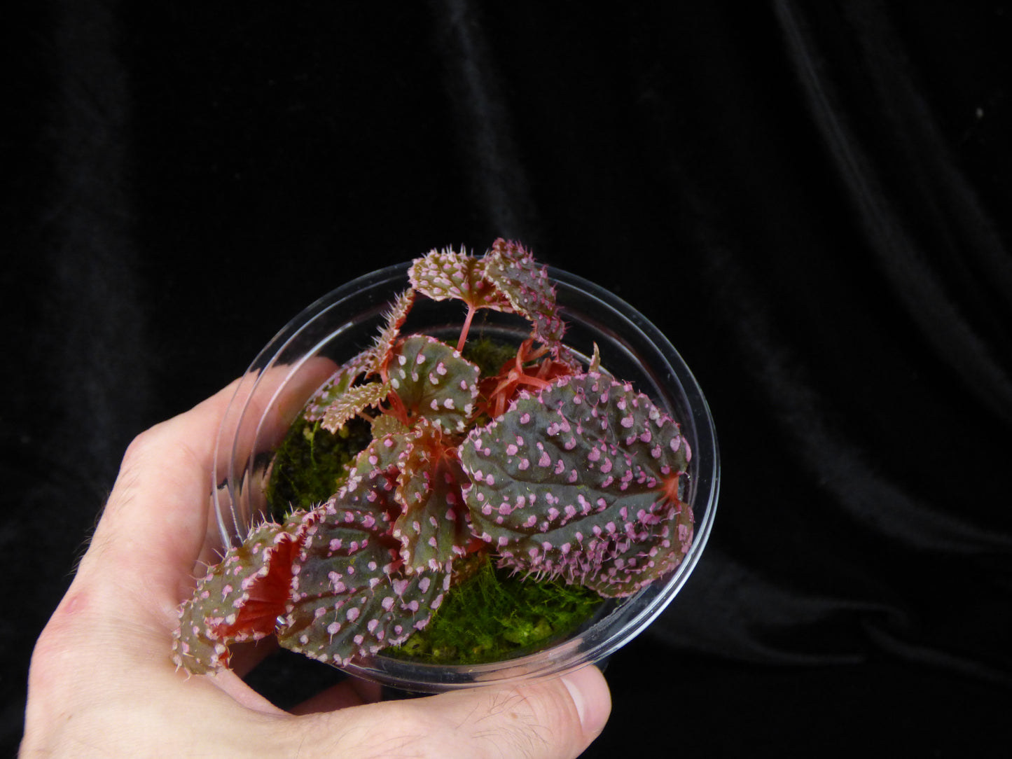 Begonia 'Pink Urchin' - Blooming Size
