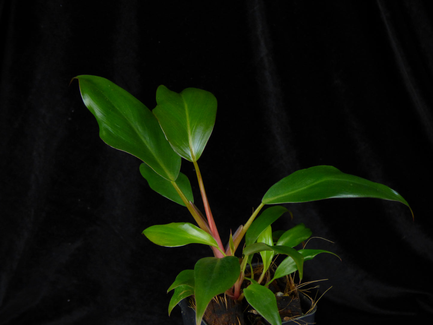 Philodendron 'Red Anderson' - 2" Pot