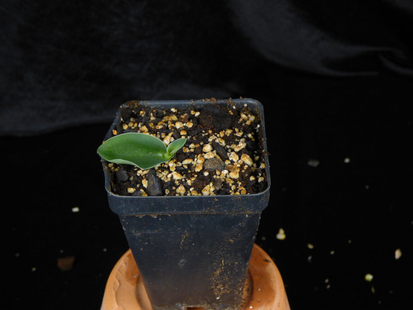 Habenaria humistrata - MINIATURE Species - 2" Pot