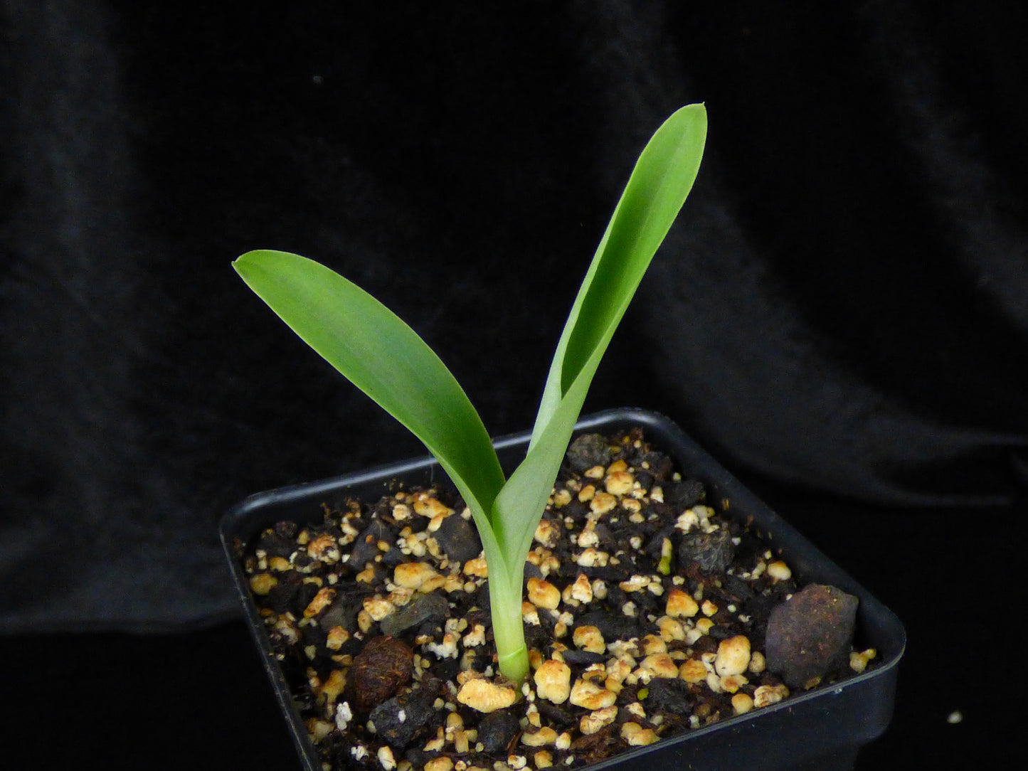 Habenaria (medusa x medioflexa) - 2" Pot