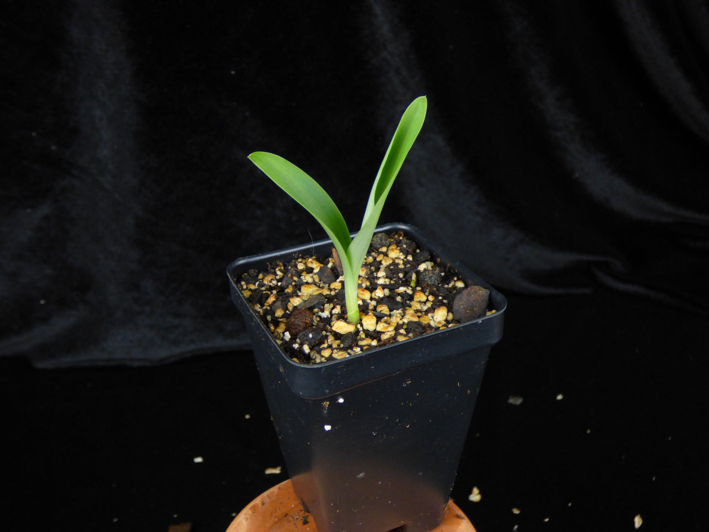 Habenaria (medusa x medioflexa) - 2" Pot