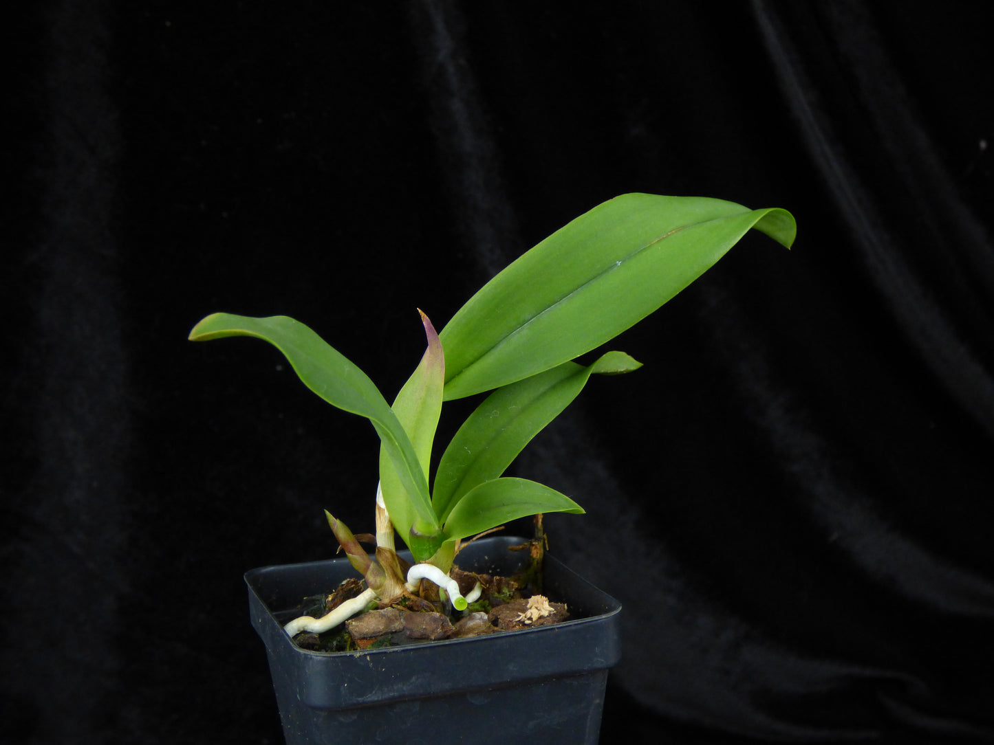 Slc. ((Angel Eyes x Seagulls Apricot) 'Wide Petals & Flares' x Cosmic Future 'Ruben') - 2" Pot