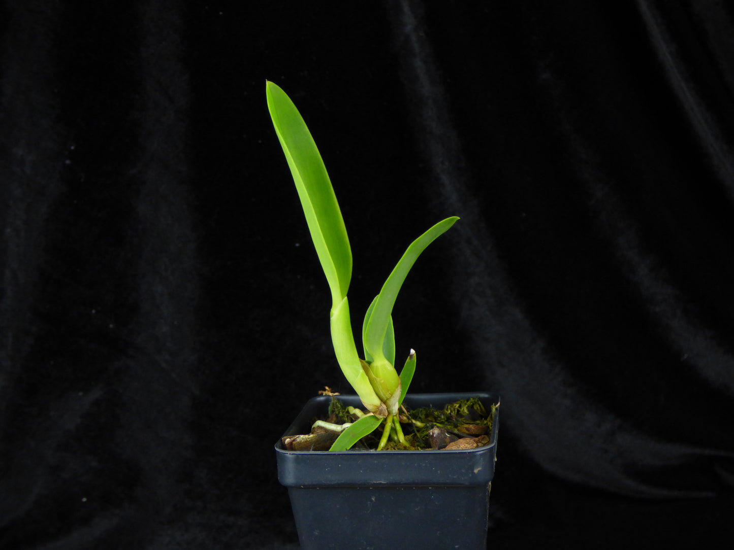 Laelia (anceps x pumila 'De Toco de Cafe') - 2" Pot