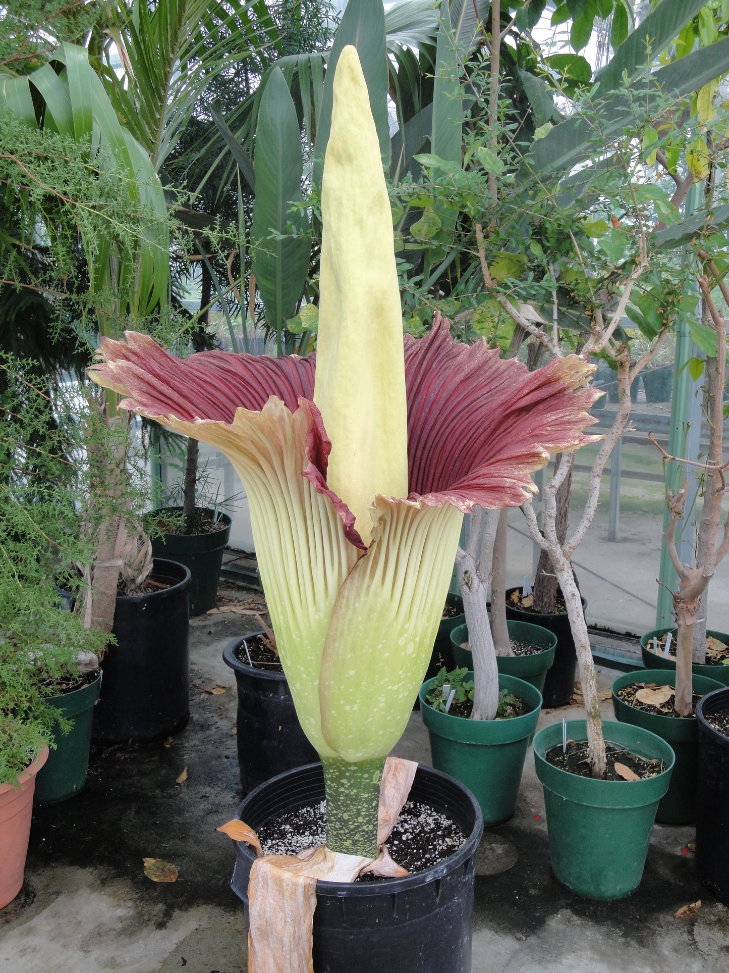 Amorphophallus titanum SEED (Giant Corpse Flower)