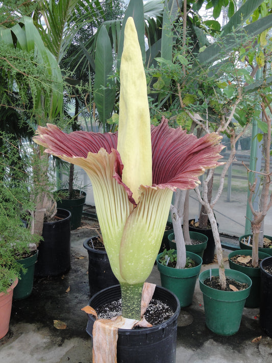 Amorphophallus titanum SEED (Giant Corpse Flower)