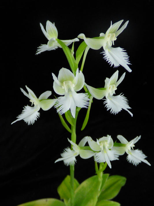 Pectabenaria White Spring - Blooming size Tuber