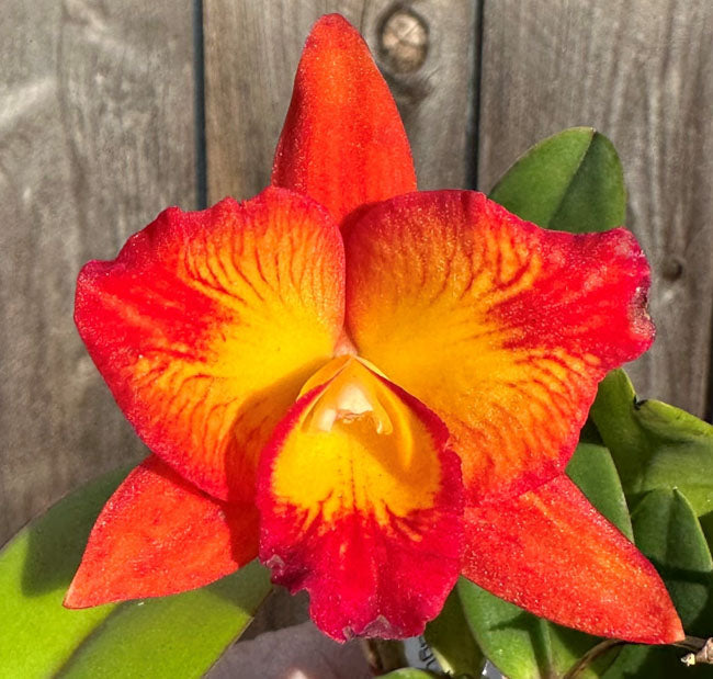 Slc. ((Angel Eyes x Seagulls Apricot) 'Wide Petals & Flares' x Cosmic Future 'Ruben') - 2" Pot