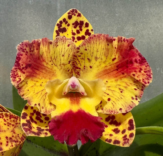 Slc. ((Angel Eyes x Seagulls Apricot) 'Wide Petals & Flares' x Cosmic Future 'Ruben') - 2" Pot
