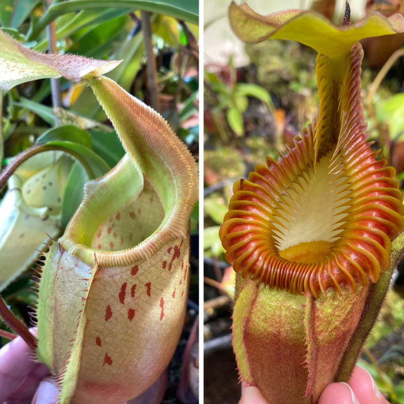 Nepenthes ((veitchi x mira) x venosa '#2') - 2" Pot (intermediate hybrid)