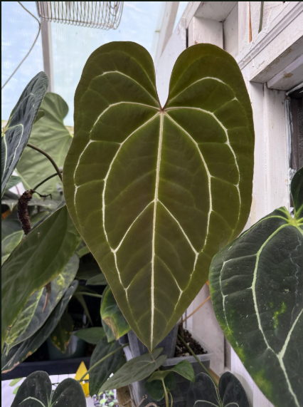 Anthurium ((papillilaminum x sp. trilobe) x aff. besseae 'Long') - 2" Pot