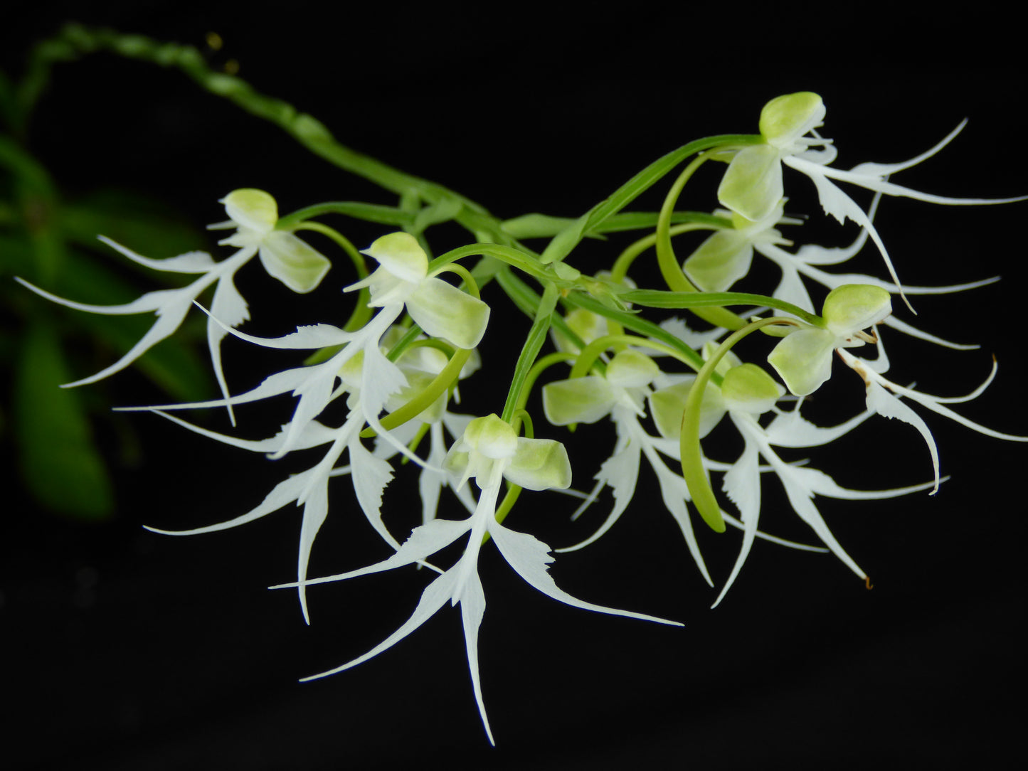 Habenaria crinifera - COMPACT Species - 2" Pot