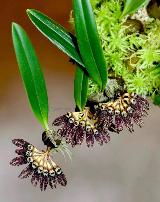 Bulbophyllum retusum - Seedling Size