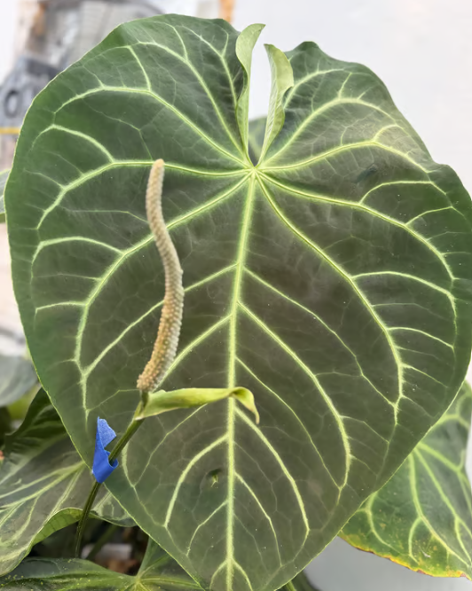 Anthurium (carlablackiae 'Tropicarla' x magnificum 'Norte') - 2" Pot