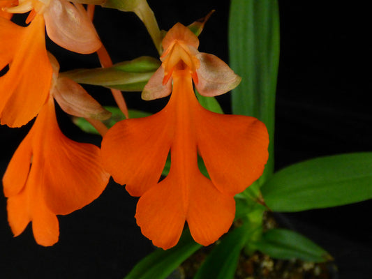 Habenaria Orange Sapphire (Flame Bowerbird x Canary) - 2" Pot
