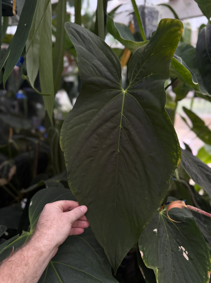 Anthurium ((papillilaminum x sp. trilobe) x aff. besseae 'Long') - 2" Pot
