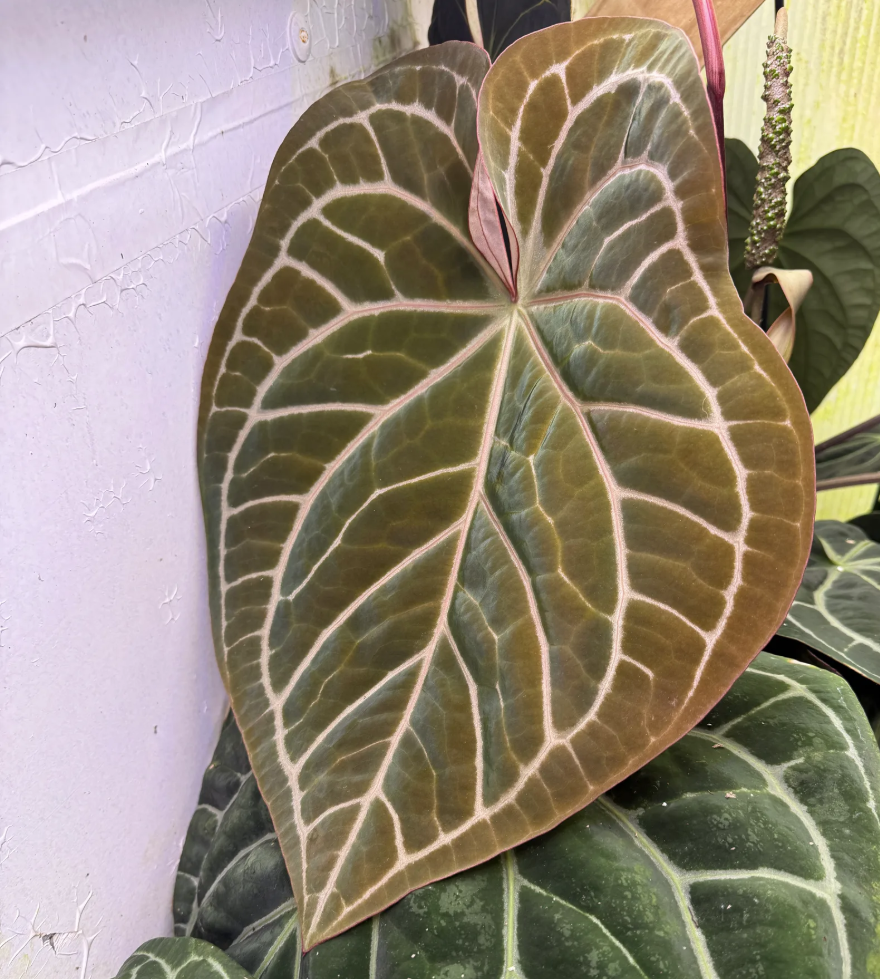 Anthurium (crystallinum "red" x (crystallinum "red" x forgetii "W.S. Select)) - 2" Pot