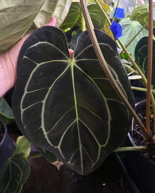 Anthurium (carlablackiae 'Tropicarla' x magnificum 'Norte') - 2" Pot