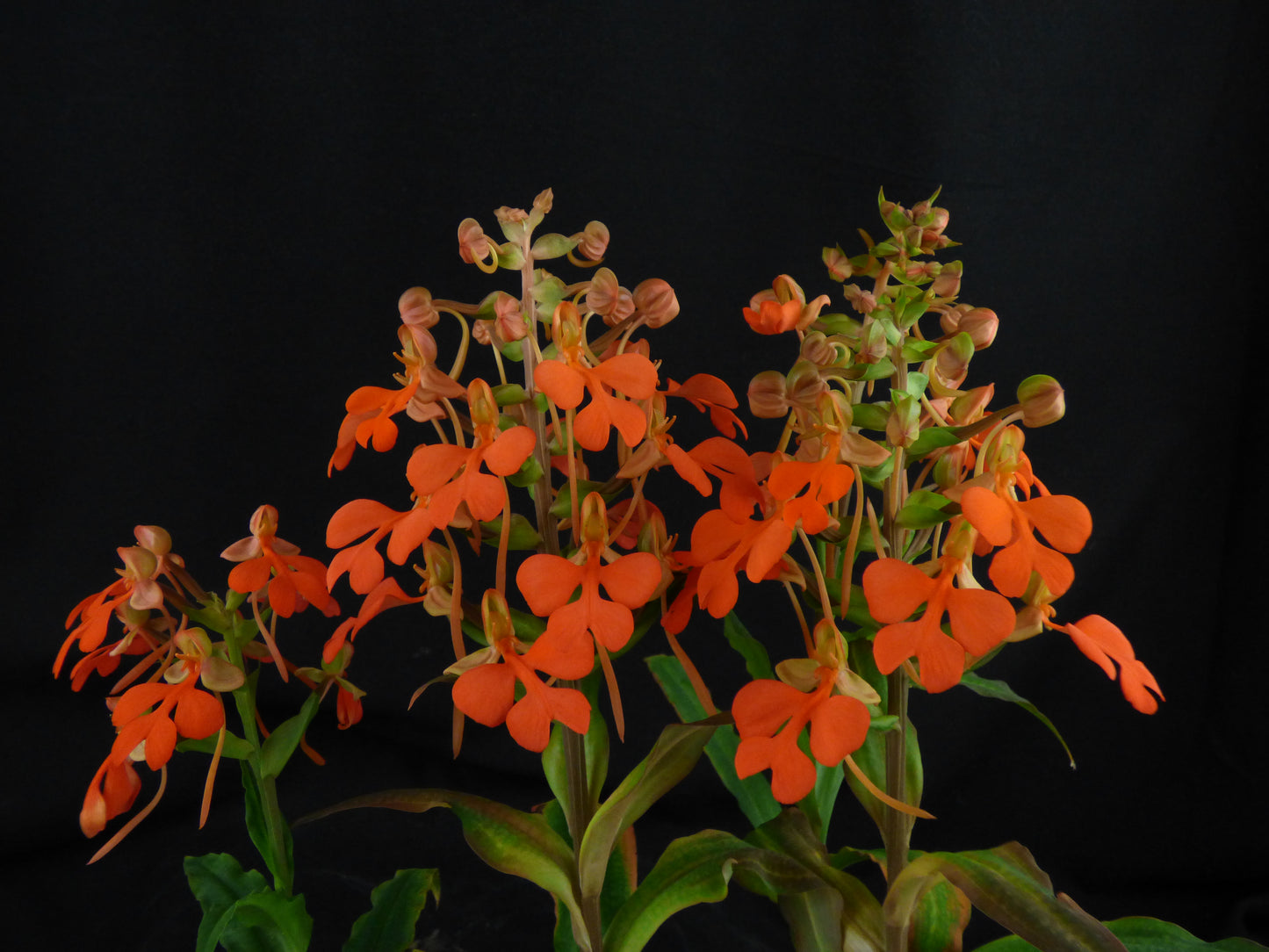 Habenaria Hampson 'REO's Golden Secret' - Seedling PLANT