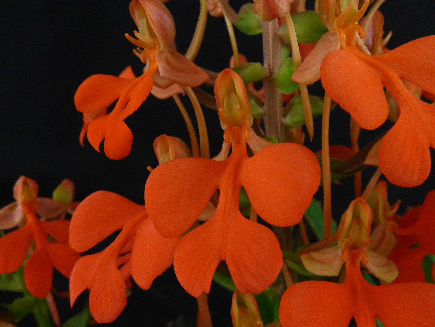 Habenaria Hampson 'REO's Golden Secret' - Seedling PLANT