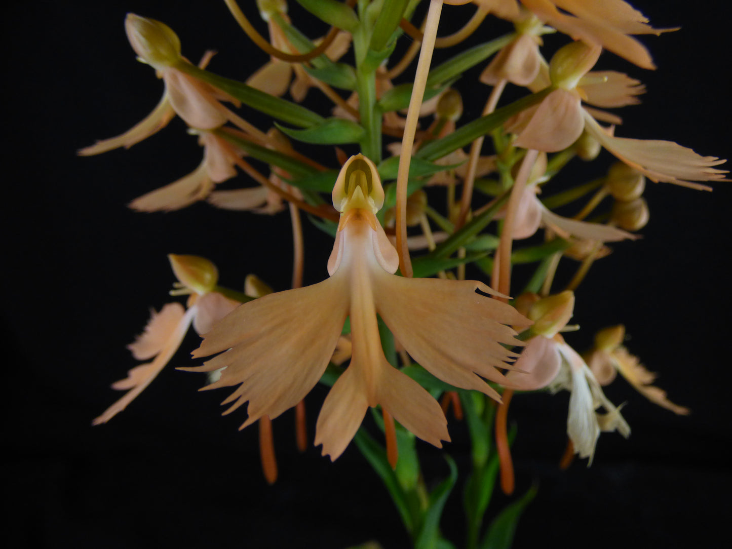 Habenaria Bird of Paradise 'Ferrous' - Near blooming TUBER