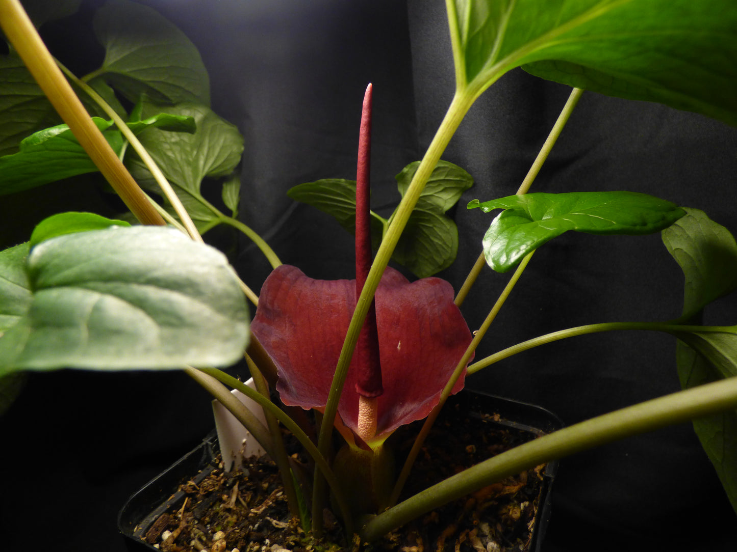 Typhonium trilobatum 'Giant Form' - Seedling tuber