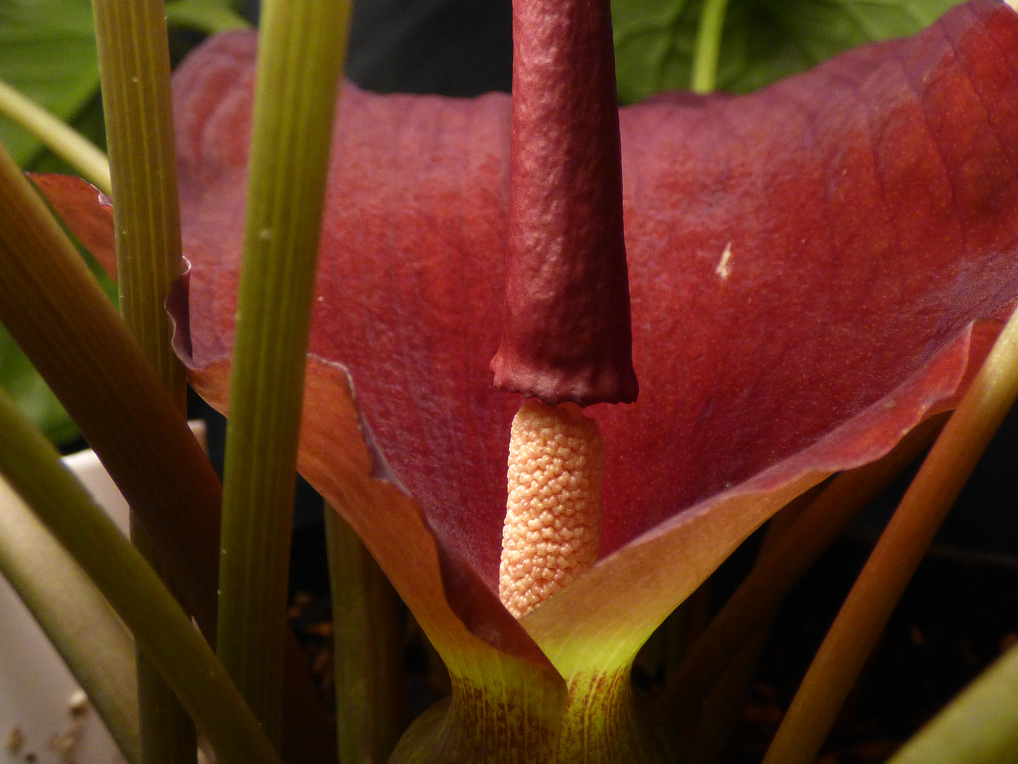 Typhonium trilobatum 'Giant Form' - Seedling tuber