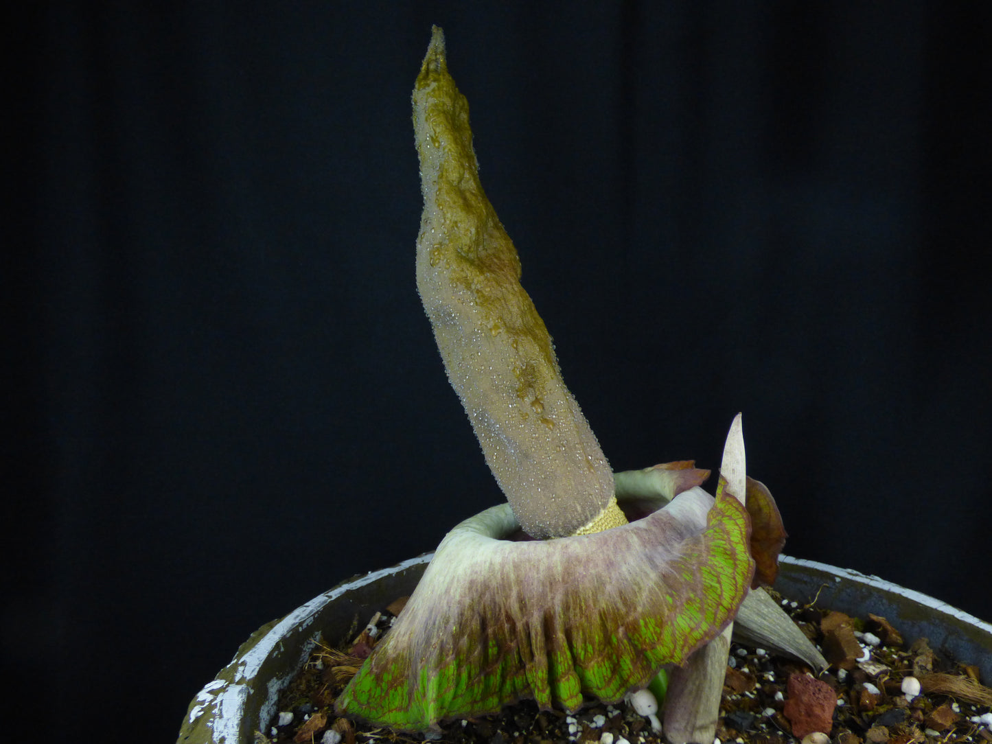 Amorphophallus impressus - Tuber