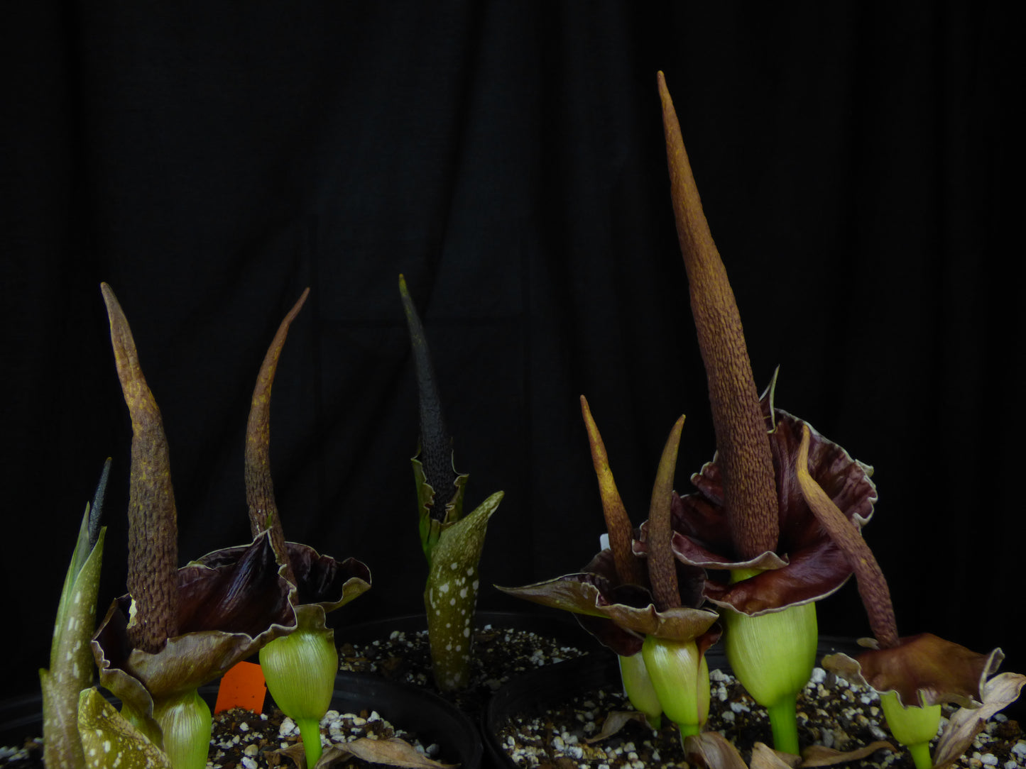 Amorphophallus henryi - COLD HARDY Seedling Tuber